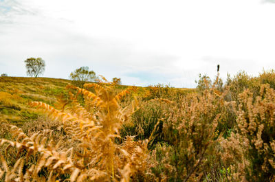 Plants growing on field against sky