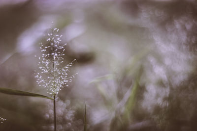 Close-up of flower against blurred background