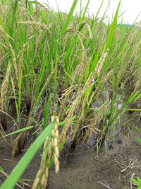 Close-up of crops growing on field