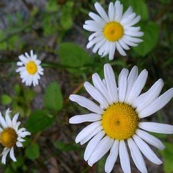 Close-up of fresh white daisy flowers