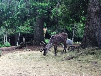 Horse grazing in forest