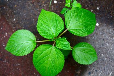 High angle view of leaves