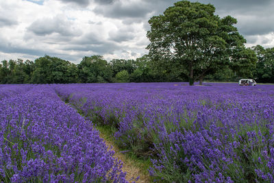 Scenic view of purple flowering plants on field against sky