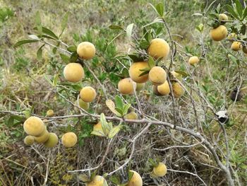 Close-up of fruits growing on tree