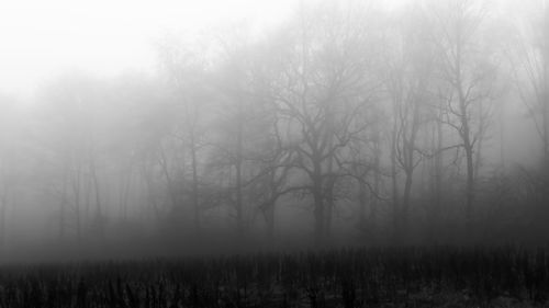 Trees in foggy weather