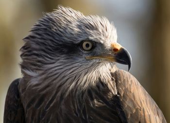 Close-up of black kite