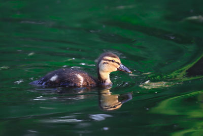 Close-up of duck swimming in lake