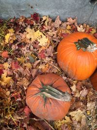 High angle view of pumpkins on autumn leaves