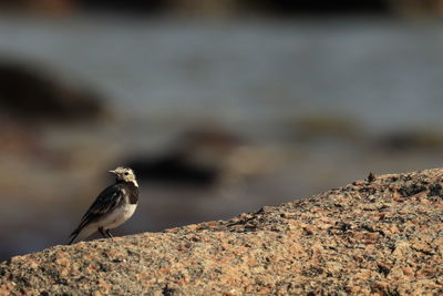 Close-up of bird perching on rock