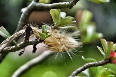 Close-up of insect on plant