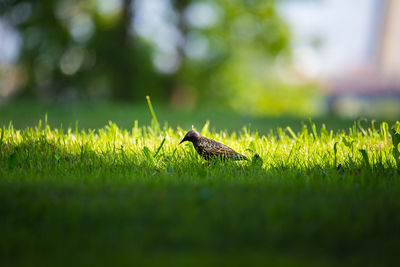 Close-up of insect on grass