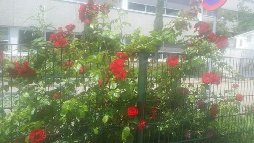 Close up of red flowers