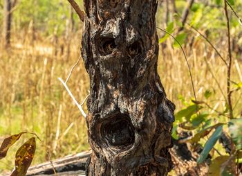 Close-up of lizard on tree trunk