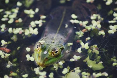 Close-up of frog swimming in pond