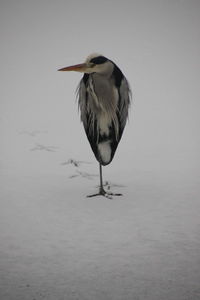 High angle view of gray heron perching