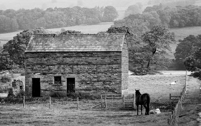 Horse standing on field