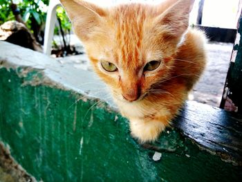 Close-up portrait of cat
