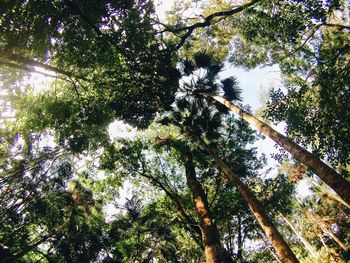 Low angle view of trees in forest