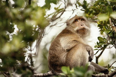 Lion sitting on tree