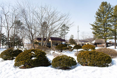 Plants growing on snow covered land against sky