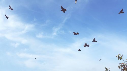 Low angle view of birds flying in sky