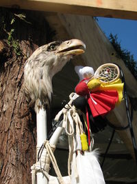 Close-up of bird perching on wood