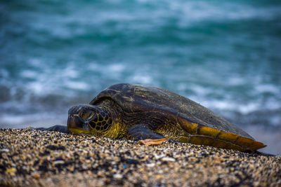 Close-up of turtle at beach