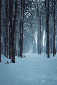 Trees on snow covered land during winter forest