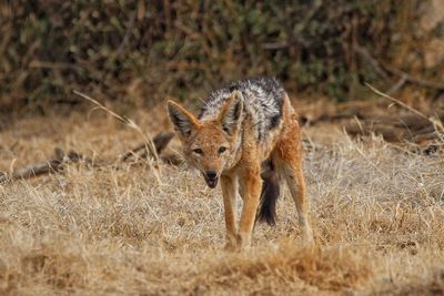 Portrait of lizard on grass