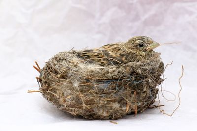 Close-up of dead bird nest