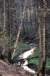 Trees growing in forest