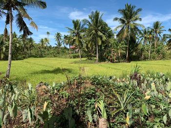 Scenic view of palm trees on field against sky