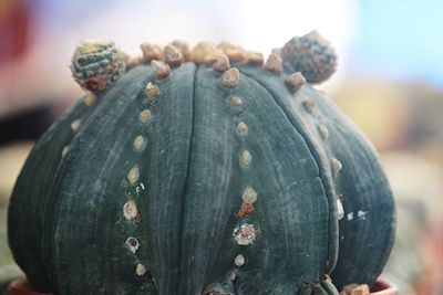 Close-up of succulent plant