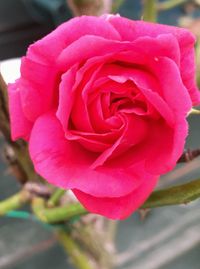 Close-up of pink rose