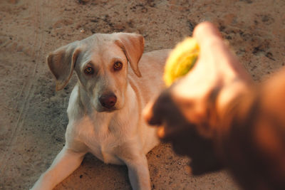 High angle portrait of dog sitting on land