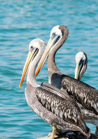 Close-up of pelican by lake