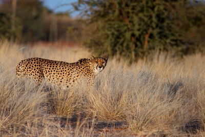 View of a cat on land