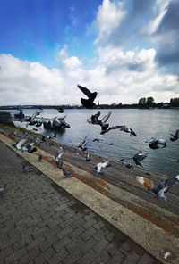 Seagulls flying in the sky