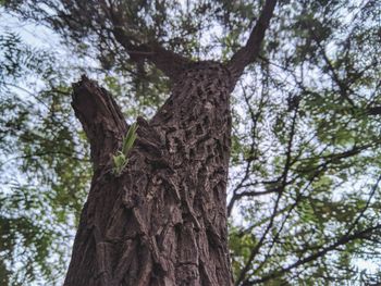 Low angle view of tree trunk in forest