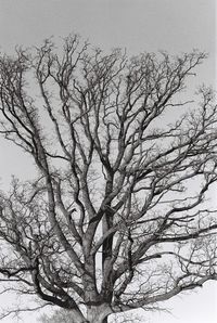 Close-up of bare tree against sky