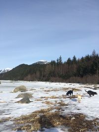 View of birds in water against sky