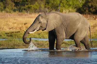 Elephant drinking water