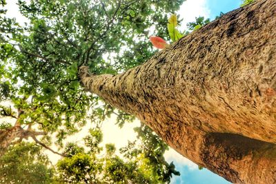 Low angle view of tree against sky