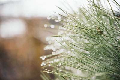 Close-up of wet plant leaves