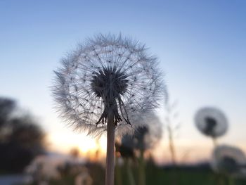 Close-up of dandelion against sky