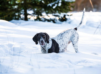 Dog in snow