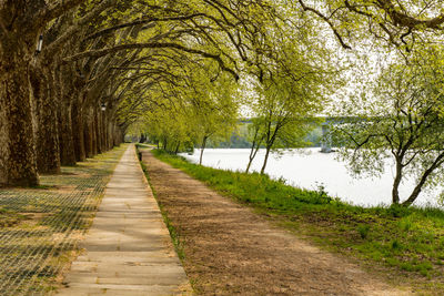 Footpath amidst trees