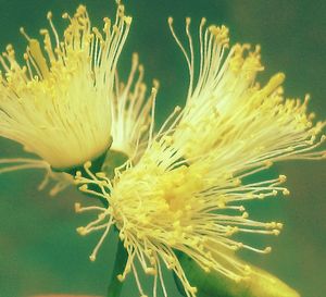 Close-up of yellow flowers