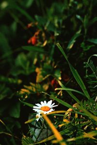 Close-up of white flowering plant on land