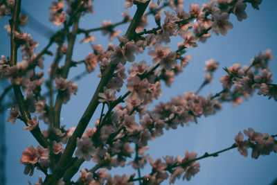 High angle view of cherry blossom growing on tree